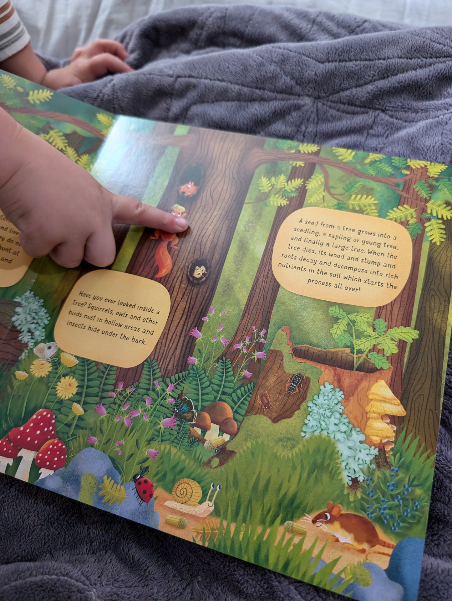 Board Book - Woodland World