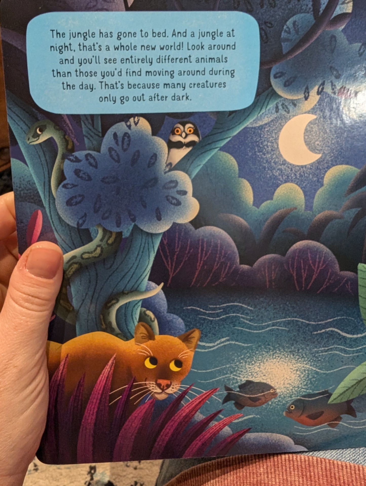 Board Book - World of the Jungle