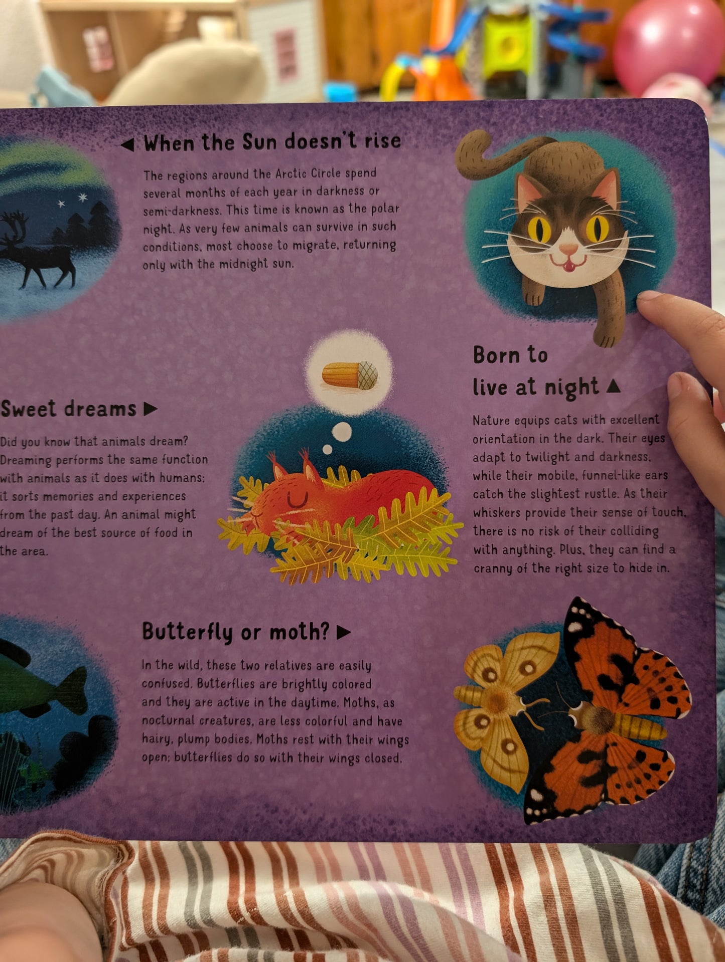 Board Book - Hidden World of Nature at Night