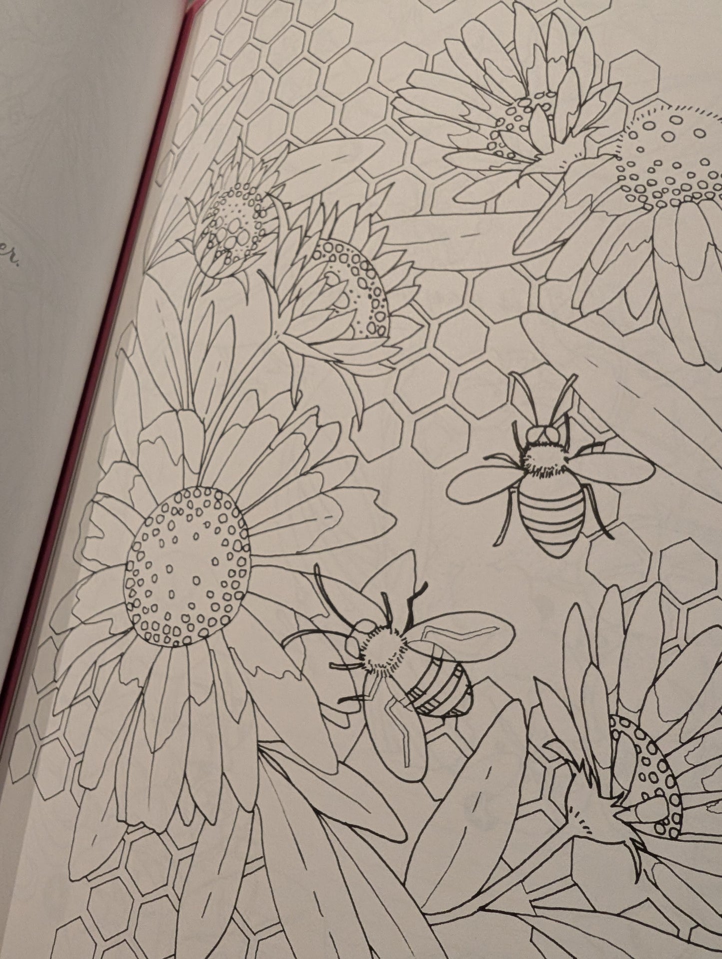 Coloring Book - Seek & Find Nature